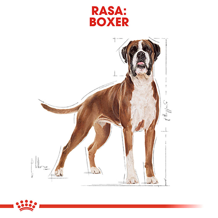 Royal Canin Boxer Adult hrana uscata caine, 12 kg