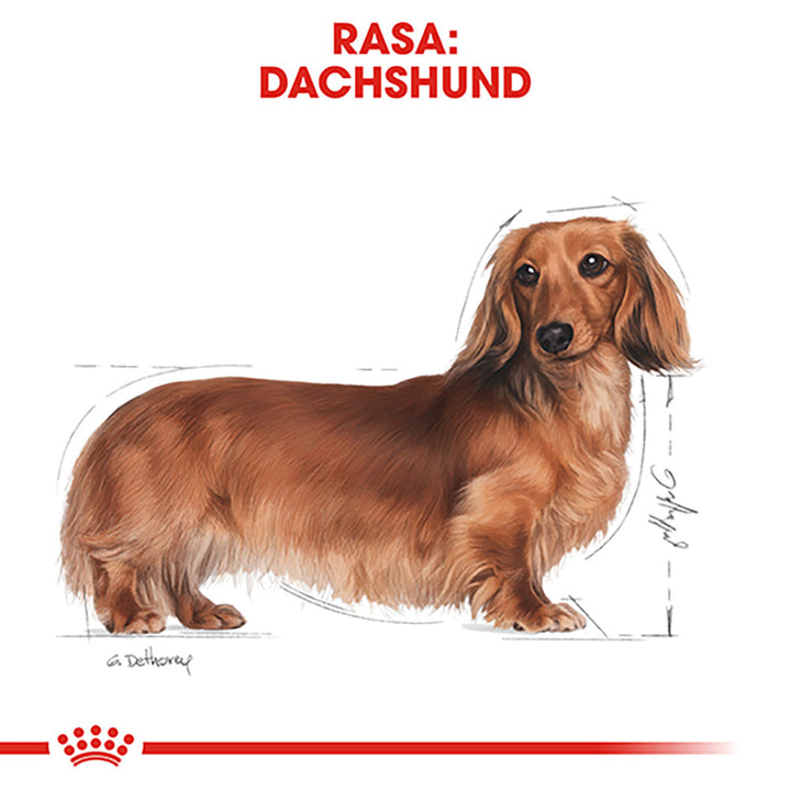 Royal Canin Dachshund Adult hrana uscata caine Teckel, 1.5 kg