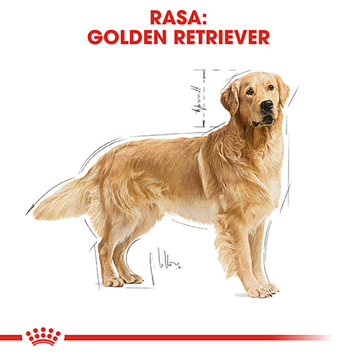 Royal Canin Golden Retriever Adult hrana uscata caine, 3 kg