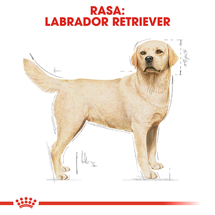 Royal Canin Labrador Adult hrana uscata caine, 3 kg