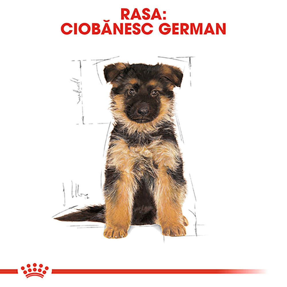 Royal Canin German Shepherd Puppy hrana uscata caine junior Ciobanesc German, 12 kg