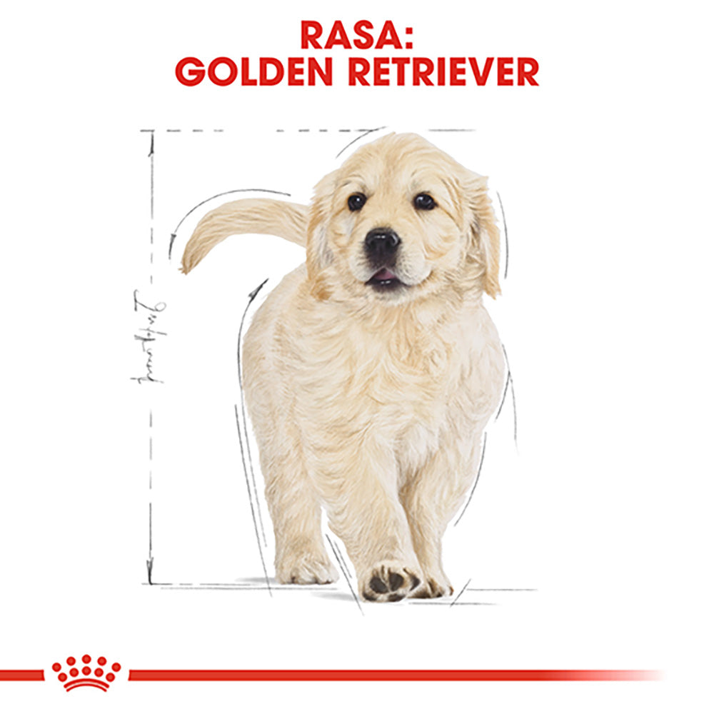 Royal Canin Golden Retriever Puppy hrana uscata caine junior, 1 kg