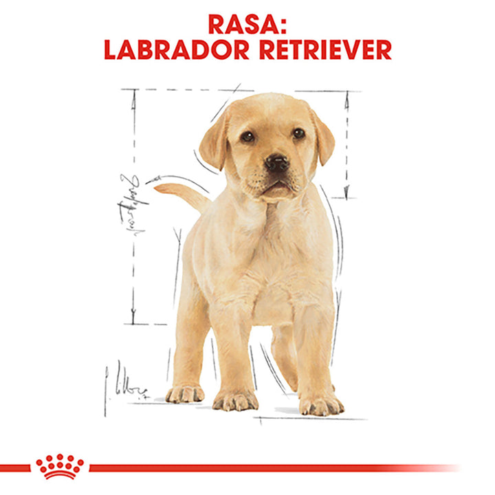 Royal Canin Labrador Puppy hrana uscata caine junior, 3 kg