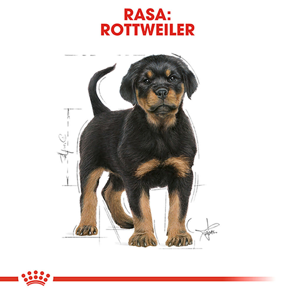 Royal Canin Rottweiler Puppy hrana uscata caine junior, 12 kg