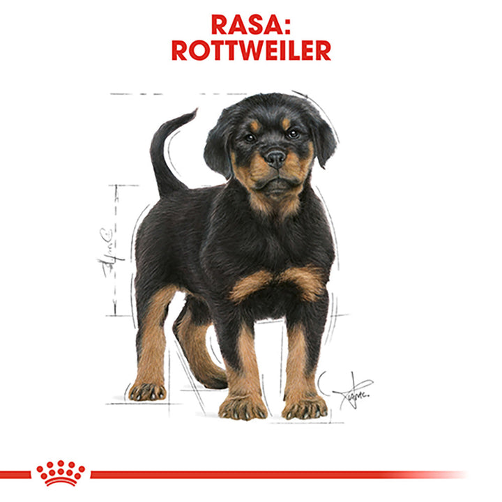 Royal Canin Rottweiler Puppy hrana uscata caine junior, 12 kg