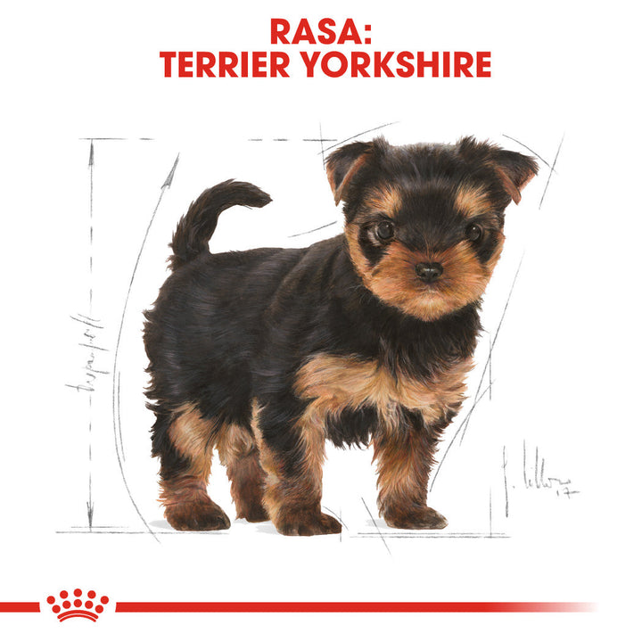 Royal Canin Yorkshire Puppy hrana uscata caine junior, 1.5 kg