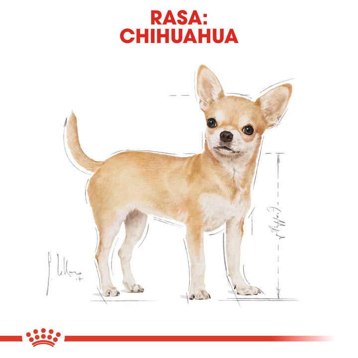 Royal Canin Chihuahua Adult hrana umeda caine (pate), 12 x 85 g