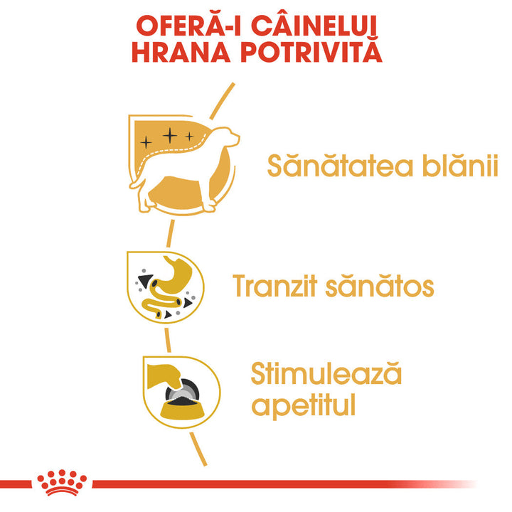 Royal Canin Chihuahua Adult hrana umeda caine (pate), 12 x 85 g