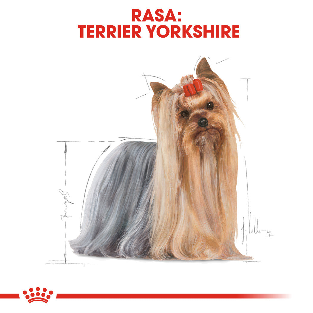 Royal Canin Yorkshire Terrier Adult hrana umeda caine (pate), 12 x 85 g