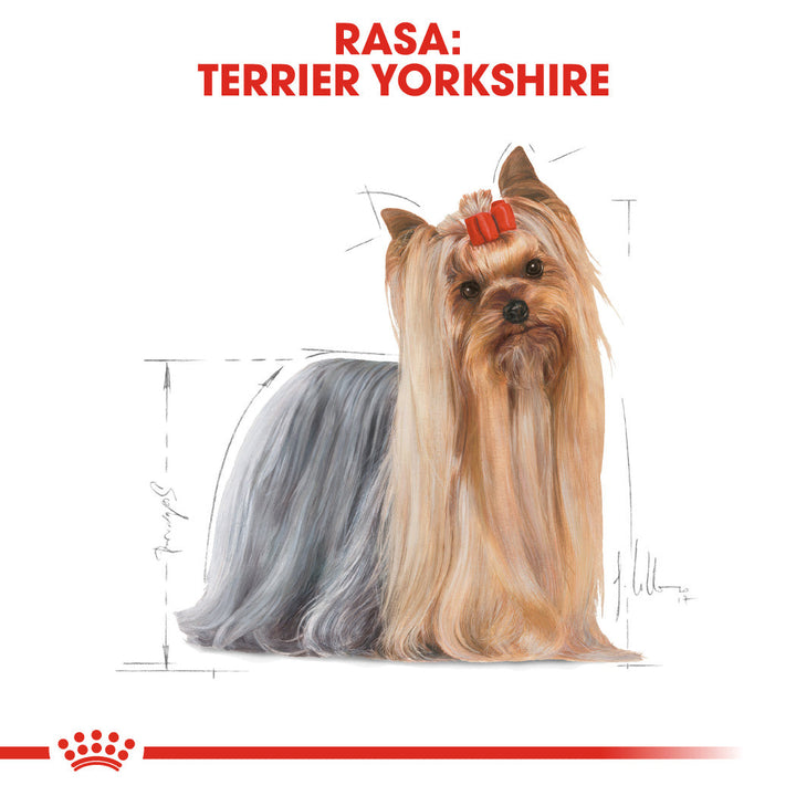 Royal Canin Yorkshire Terrier Adult hrana umeda caine (pate), 12 x 85 g