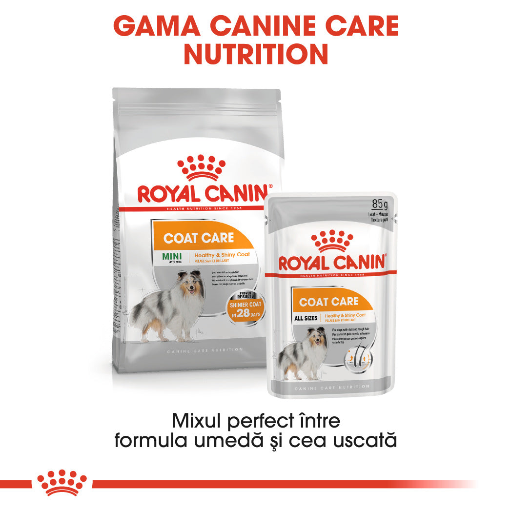 Royal Canin Mini Coat Care Adult hrana uscata caine, blana sanatoasa si lucioasa, 3 kg