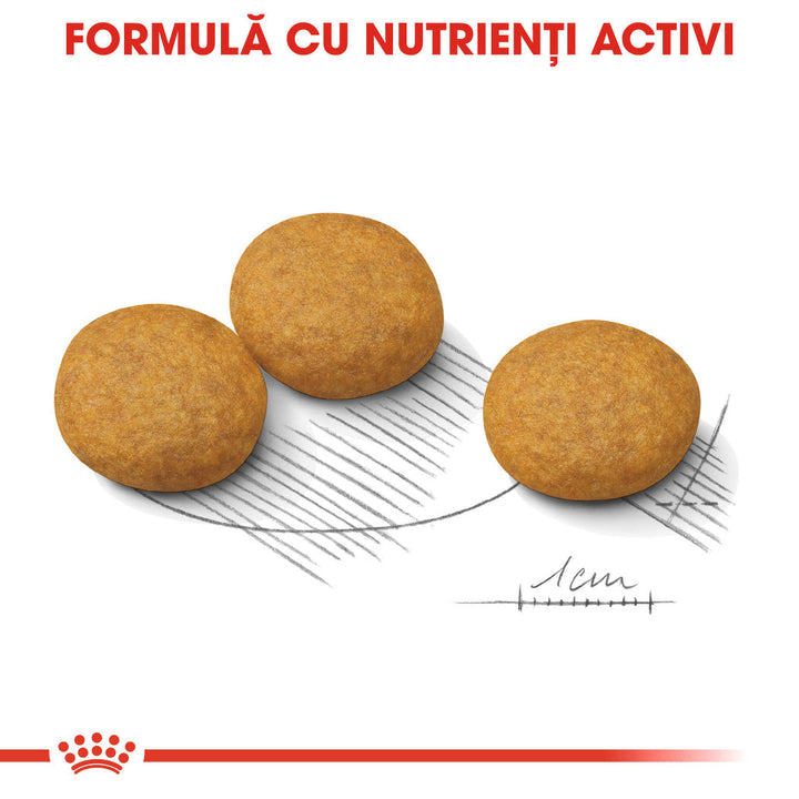 Royal Canin Medium Dermacomfort hrana uscata caine, prevenirea iritatiilor pielii, 12 kg