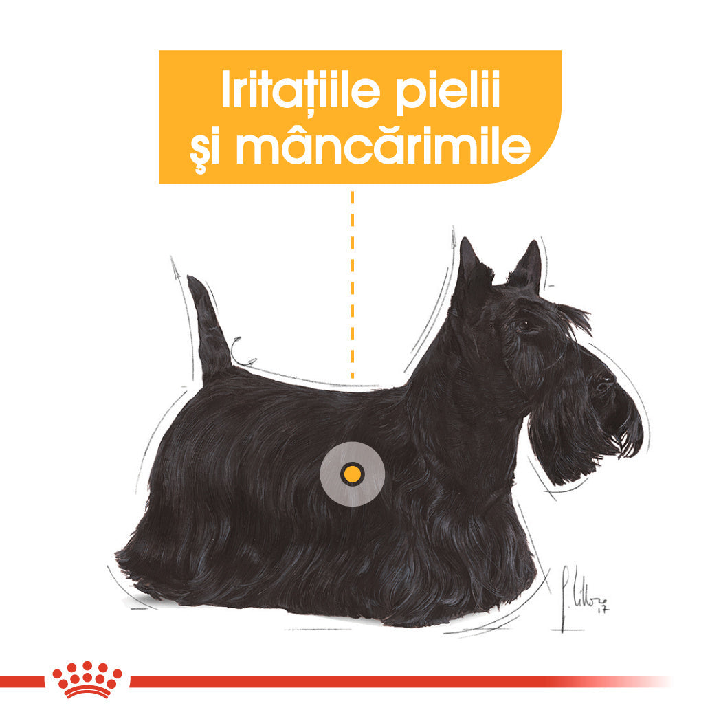 Royal Canin Mini Dermacomfort hrana uscata caine, prevenirea iritatiilor pielii, 1 kg