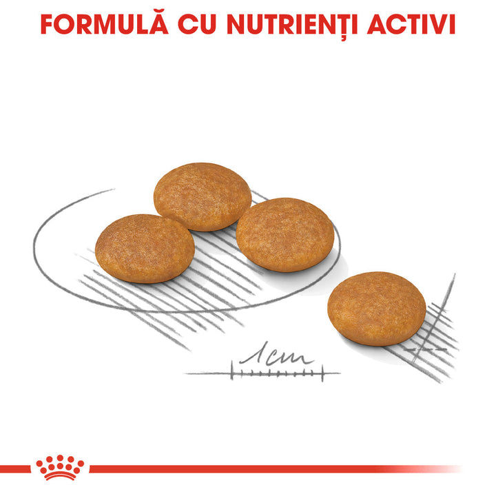 Royal Canin Mini Dermacomfort hrana uscata caine, prevenirea iritatiilor pielii, 3 kg