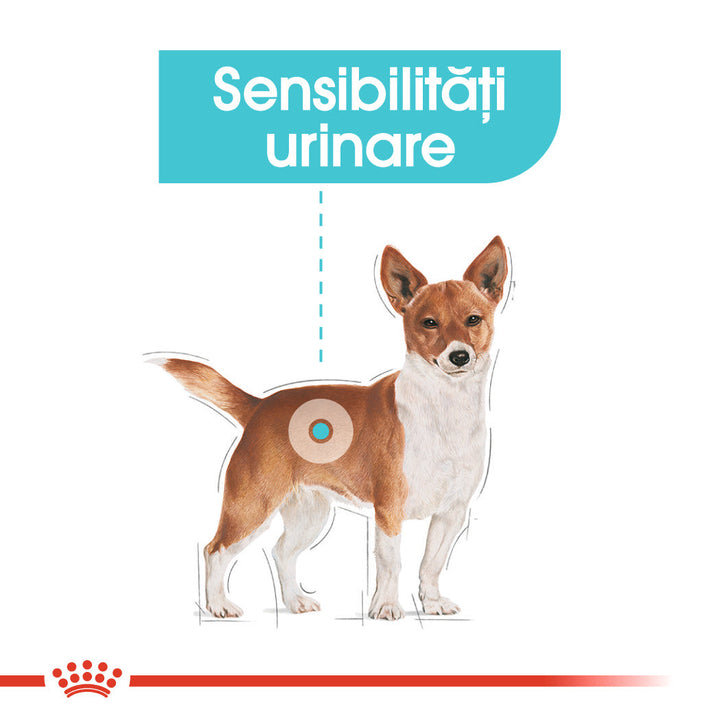 Royal Canin Mini Urinary Care hrana uscata caine, sanatatea tractului urinar, 8 kg