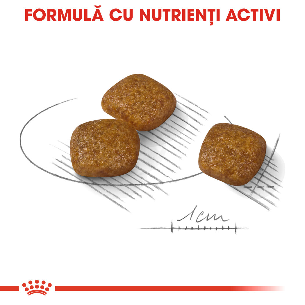Royal Canin Mini Urinary Care hrana uscata caine, sanatatea tractului urinar, 1 kg
