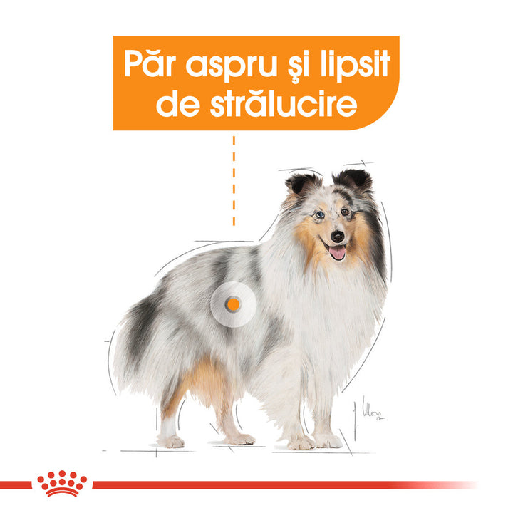 Royal Canin Coat Care Adult hrana umeda caine, blana sanatoasa si lucioasa (pate), 12 x 85 g
