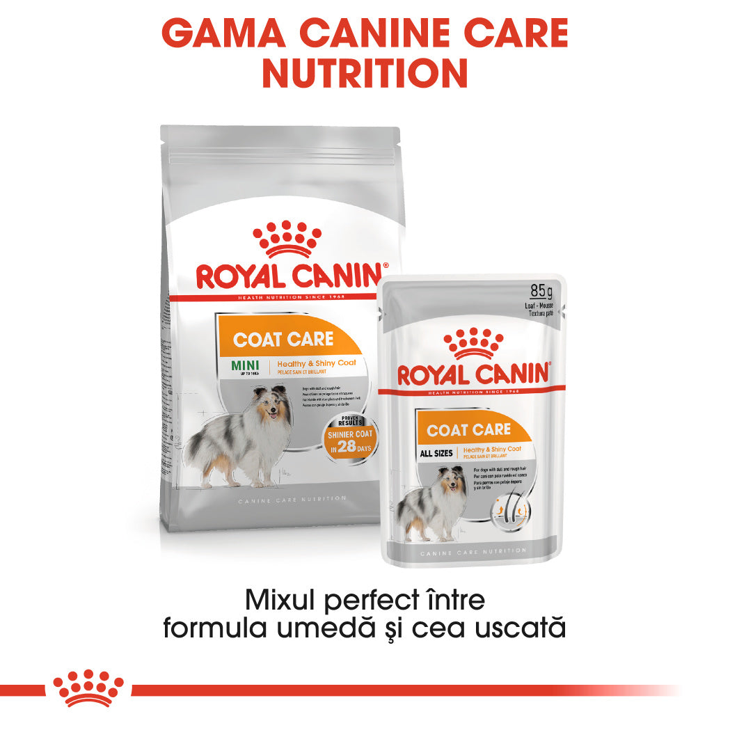 Royal Canin Coat Care Adult hrana umeda caine, blana sanatoasa si lucioasa (pate), 12 x 85 g