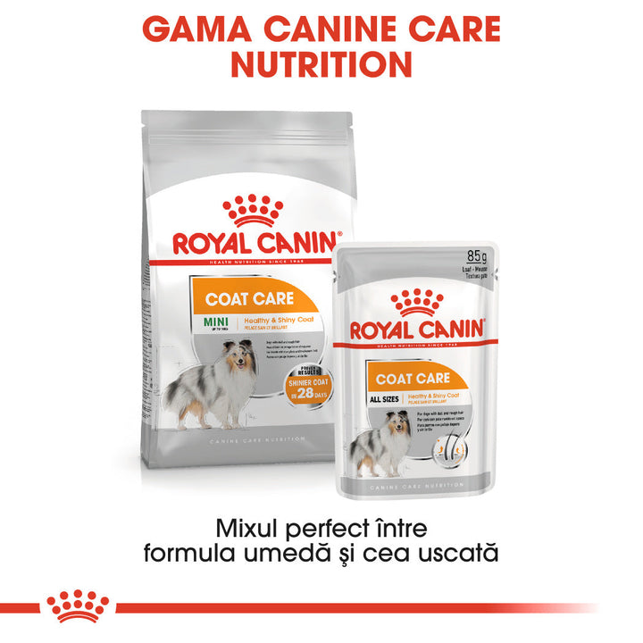 Royal Canin Coat Care Adult hrana umeda caine, blana sanatoasa si lucioasa (pate), 12 x 85 g