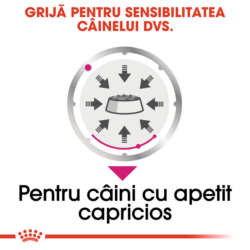 Royal Canin Exigent Adult hrana umeda caine, apetit capricios (pate), 12 x 85 g
