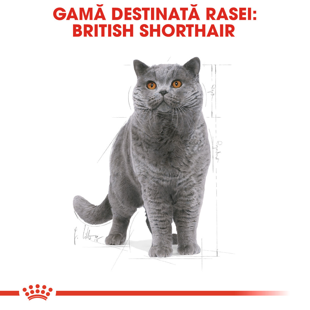 Royal Canin British Shorthair Adult hrana uscata pisica, 400 g