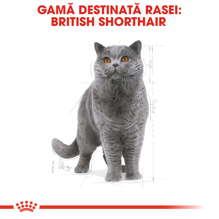 Royal Canin British Shorthair Adult hrana uscata pisica, 10 kg