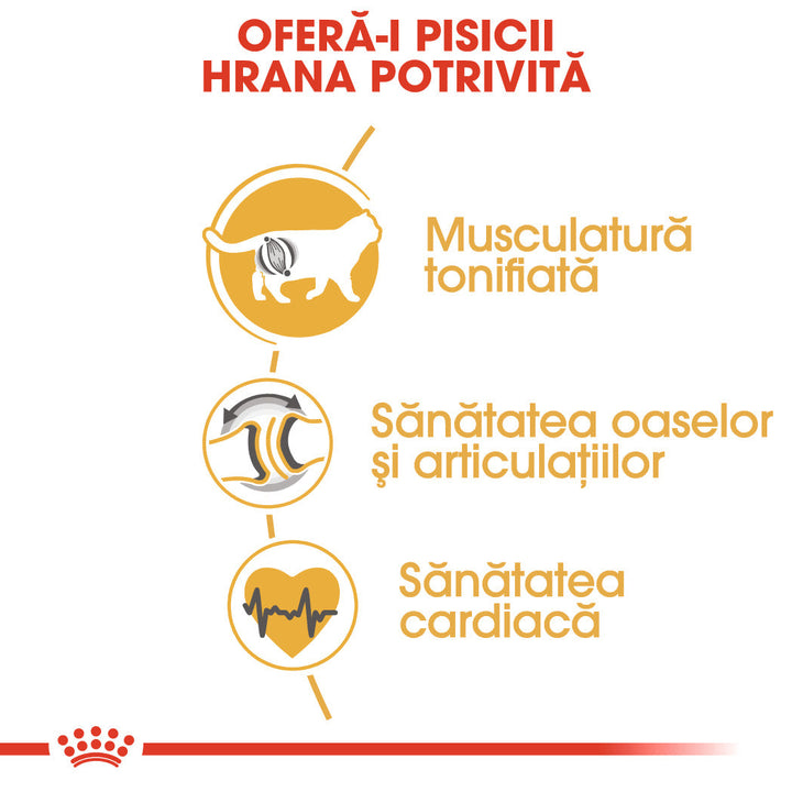 Royal Canin British Shorthair Adult hrana uscata pisica, 10 kg