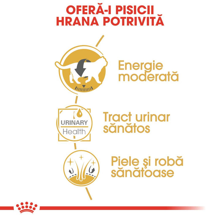 Royal Canin British Shorthair Adult hrana umeda pisica (in sos), 12 x 85 g