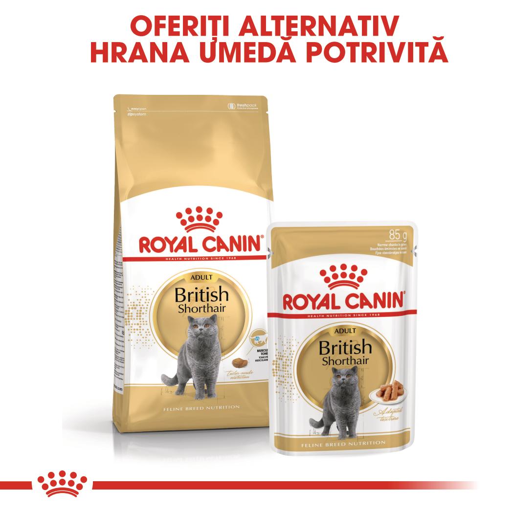 Royal Canin British Shorthair Adult hrana umeda pisica (in sos), 12 x 85 g