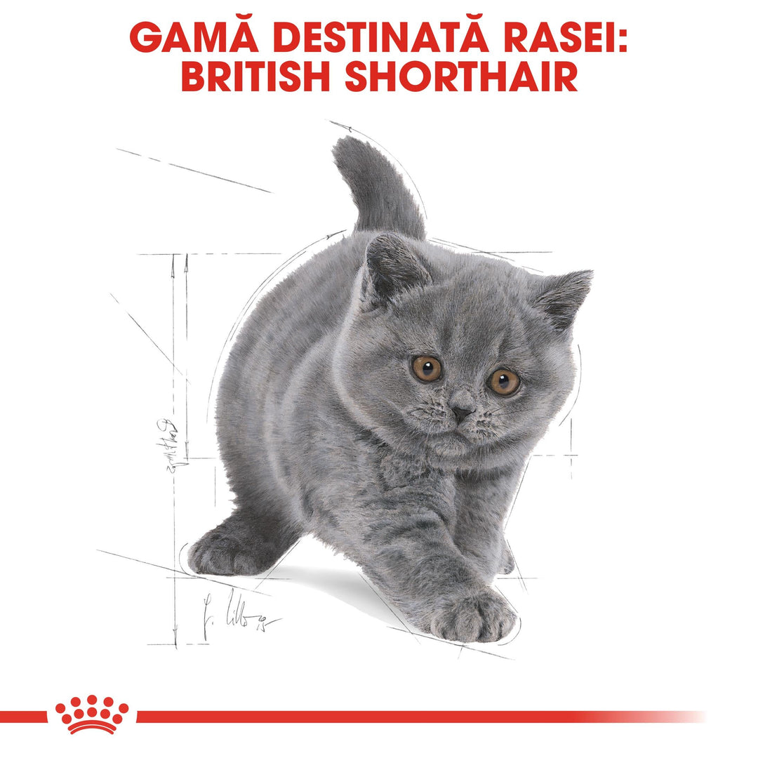 Royal Canin British Shorthair Kitten hrana uscata pisica junior, 10 kg