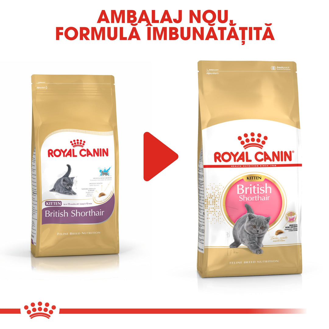 Royal Canin British Shorthair Kitten hrana uscata pisica junior, 400 g