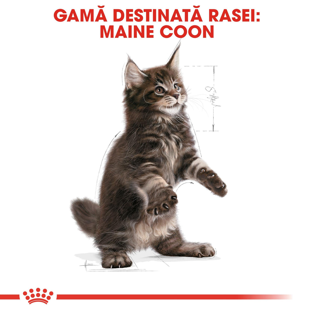 Royal Canin Maine Coon Kitten hrana uscata pisica junior, 10 kg