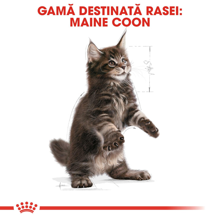 Royal Canin Maine Coon Kitten hrana uscata pisica junior, 10 kg