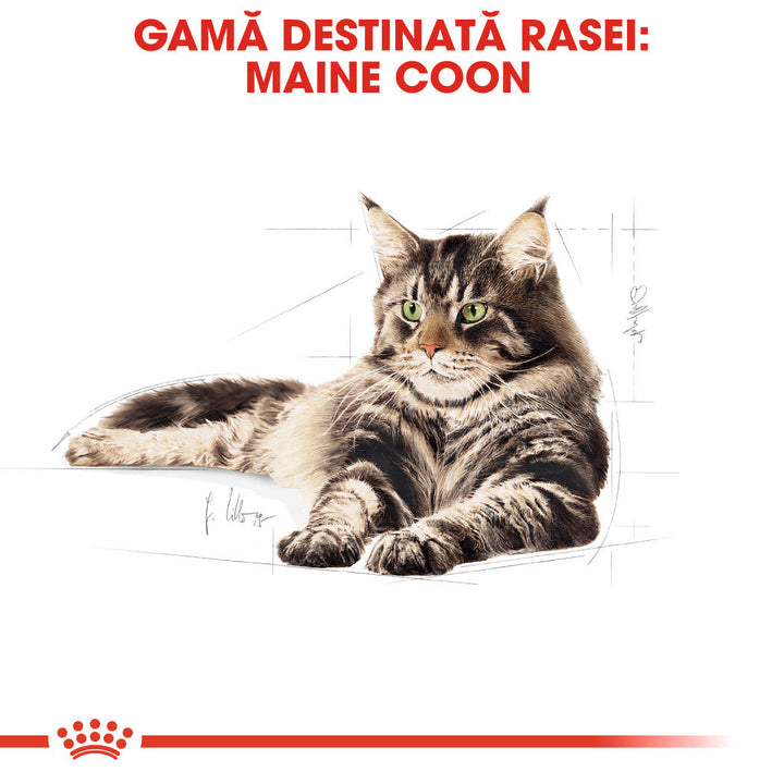 Royal Canin Maine Coon Adult hrana uscata pisica, 10 kg