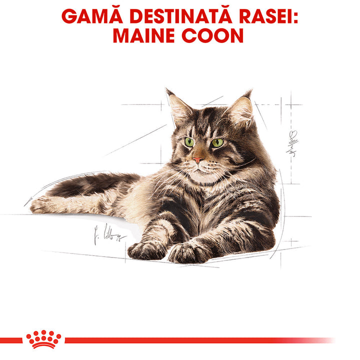 Royal Canin Maine Coon Adult hrana umeda pisica (in sos), 12 x 85 g