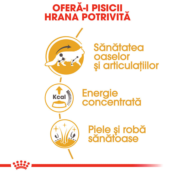 Royal Canin Maine Coon Adult hrana umeda pisica (in sos), 12 x 85 g