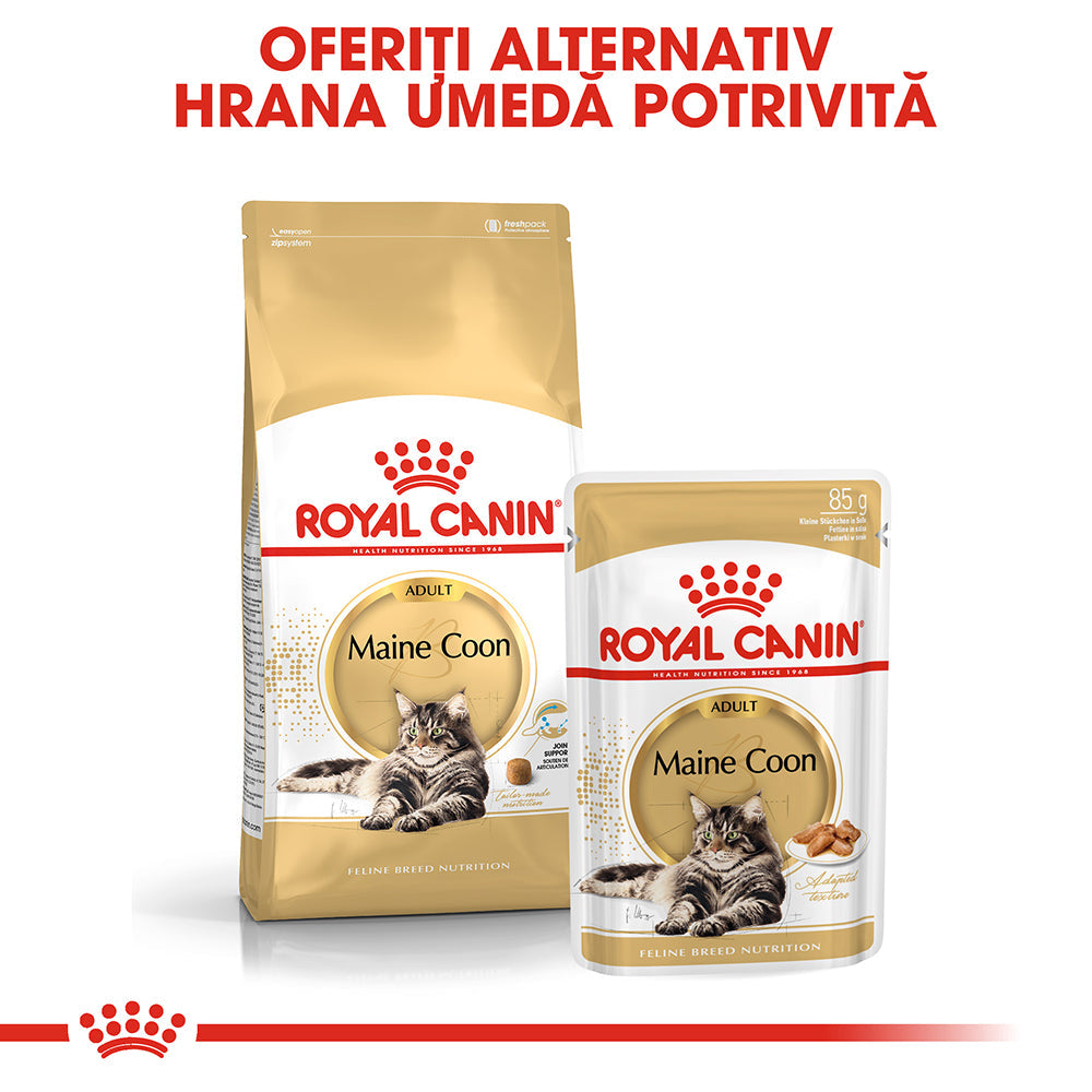 Royal Canin Maine Coon Adult hrana umeda pisica (in sos), 12 x 85 g