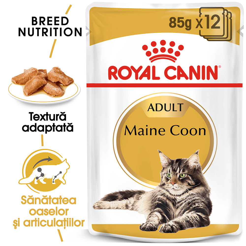 Royal Canin Maine Coon Adult hrana umeda pisica (in sos), 12 x 85 g