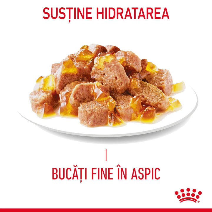 Royal Canin Hair &amp; Skin Care Adult hrana umeda pisica, piele si blana (in aspic), 12 x 85 g