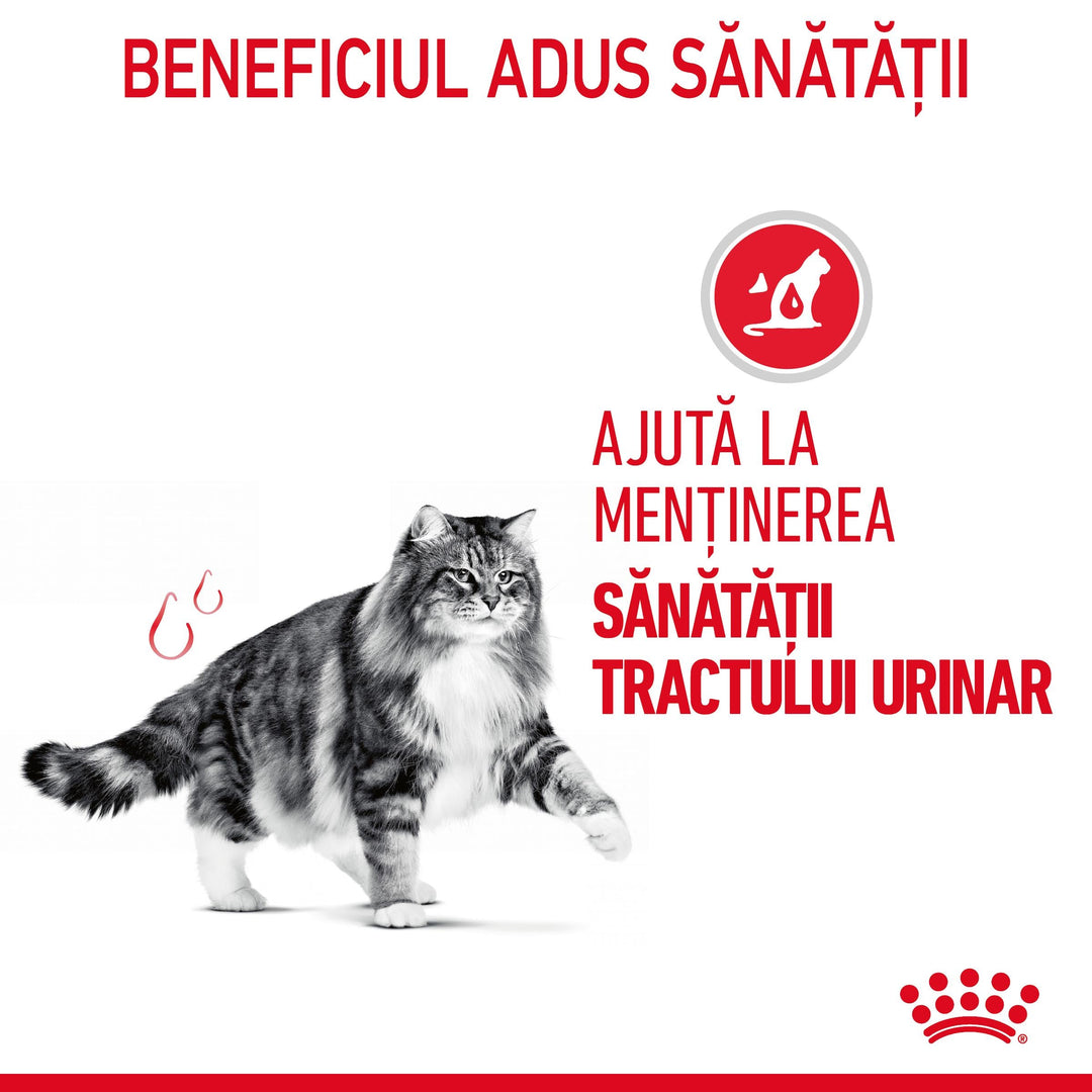Royal Canin Urinary Care Adult hrana umeda pisica, sanatatea tractului urinar (in sos), 12 x 85 g