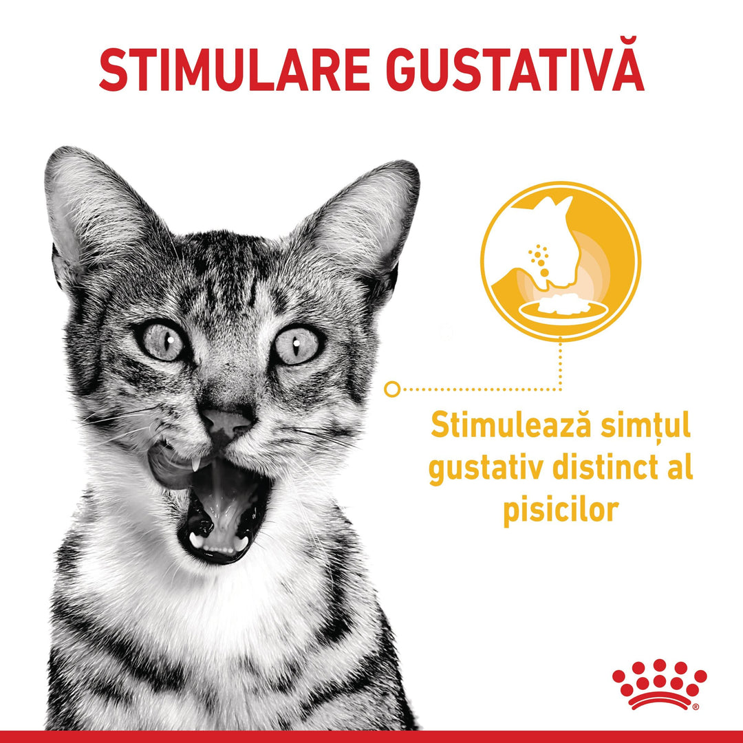 Royal Canin Sensory Taste, hrana umeda pisici, stimularea gustului (in sos), 12 x 85 g