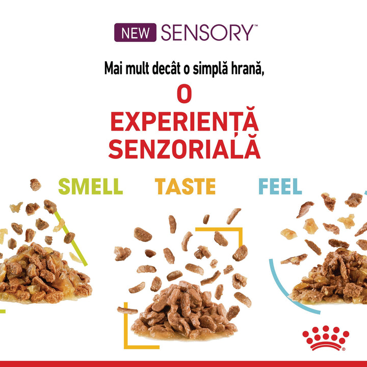 Royal Canin Sensory Taste, hrana umeda pisici, stimularea gustului (in sos), 12 x 85 g