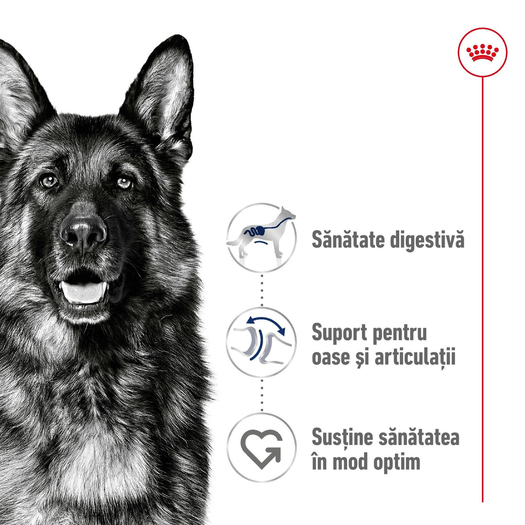 Royal Canin Maxi Adult hrana uscata caine, 12 kg
