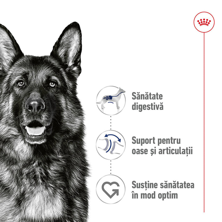 Royal Canin Maxi Adult hrana umeda caine (pate), 10 x 140 g