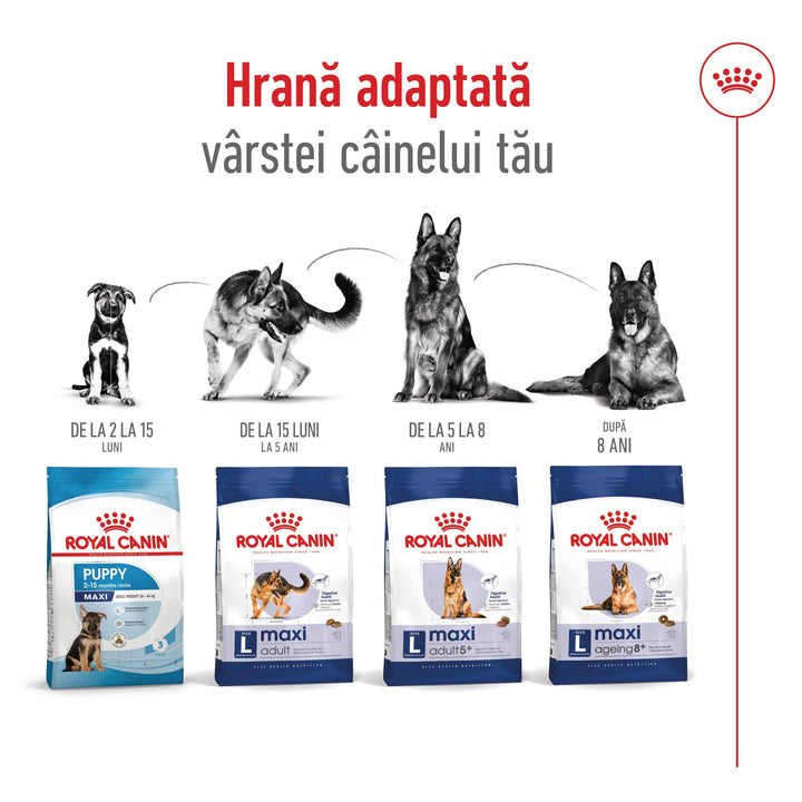 Royal Canin Maxi Ageing 8+ hrana uscata caine senior, 15 kg
