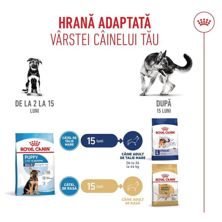 Royal Canin Maxi Puppy hrana uscata caine junior, 15 kg
