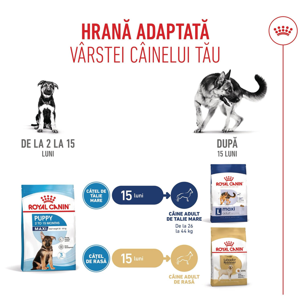 Royal Canin Maxi Puppy hrana uscata caine junior, 12 kg