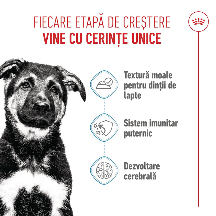Royal Canin Maxi Puppy hrana umeda caine junior (in sos), 10 x 140 g