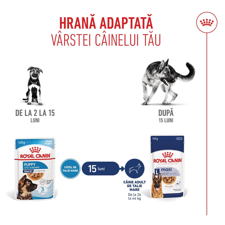Royal Canin Maxi Puppy hrana umeda caine junior (in sos), 10 x 140 g