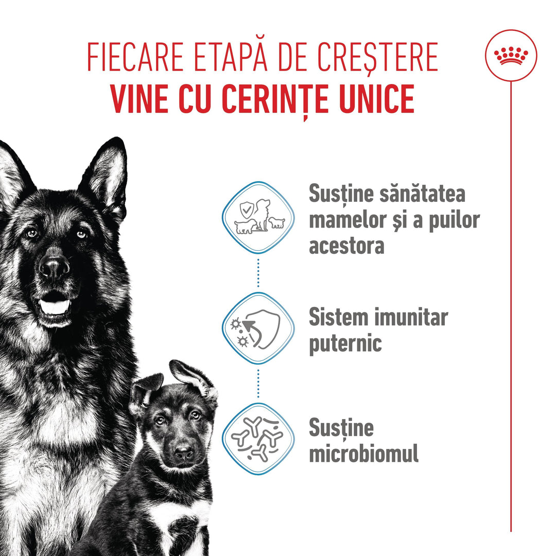 Royal Canin Maxi Starter Mother &amp; Babydog, mama si puiul, hrana uscata caine, 4 kg